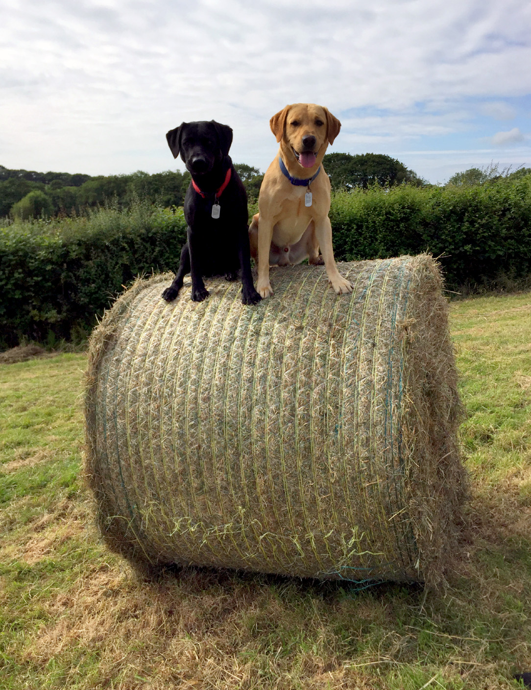 Lower West Curry Farmhouse is pet friendly